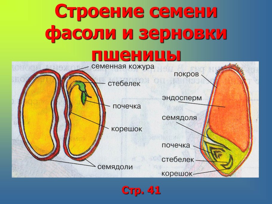 Гинецей гвоздичных