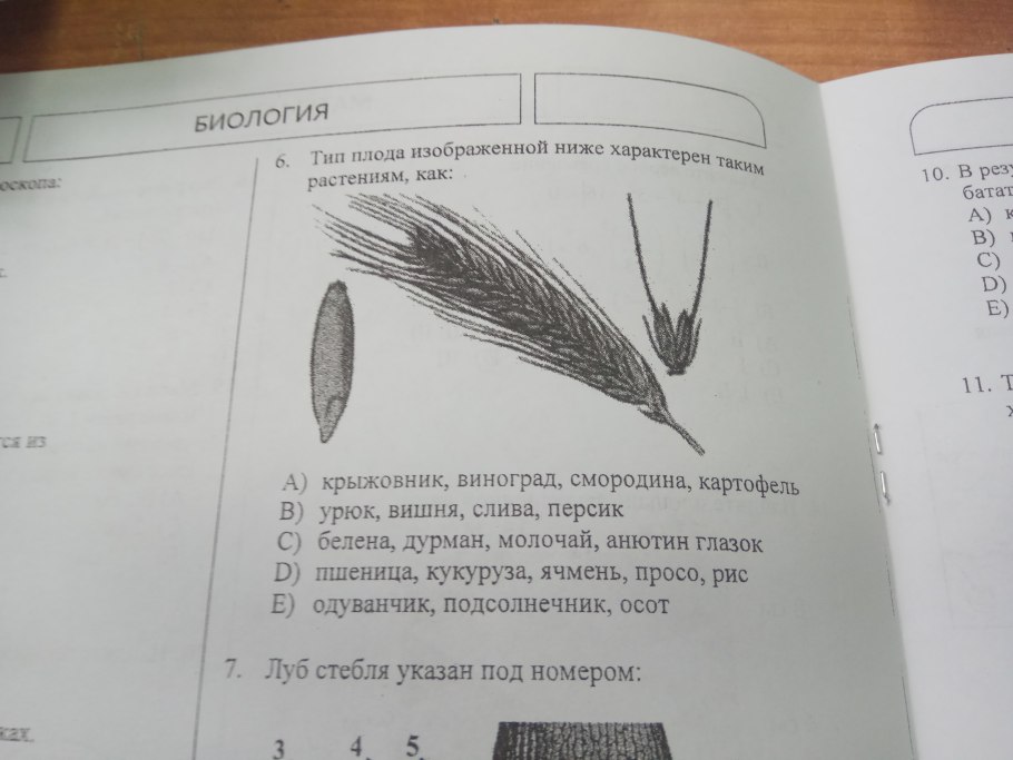Части зародыша зерновки пшеницы