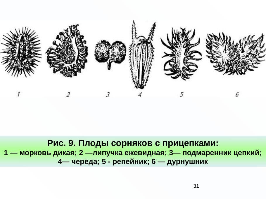 Злаки и семена для дошкольников
