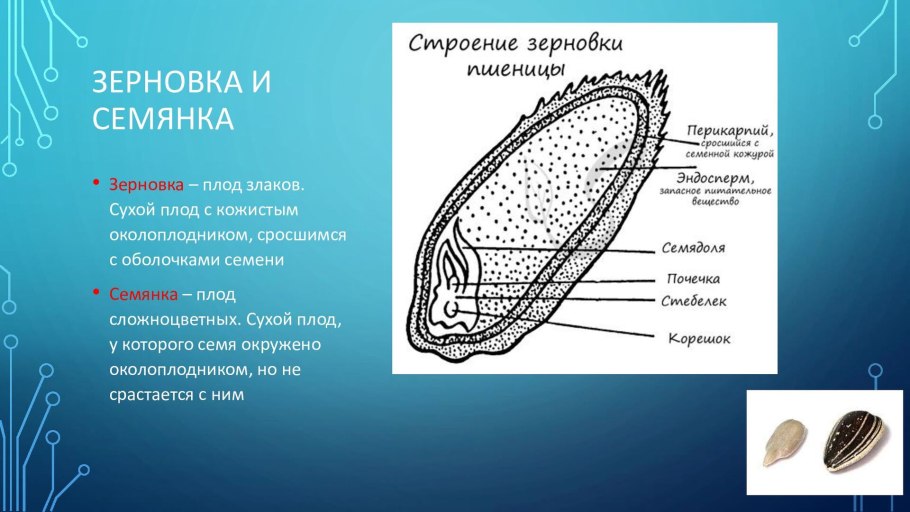 Рожь посевная гинецей