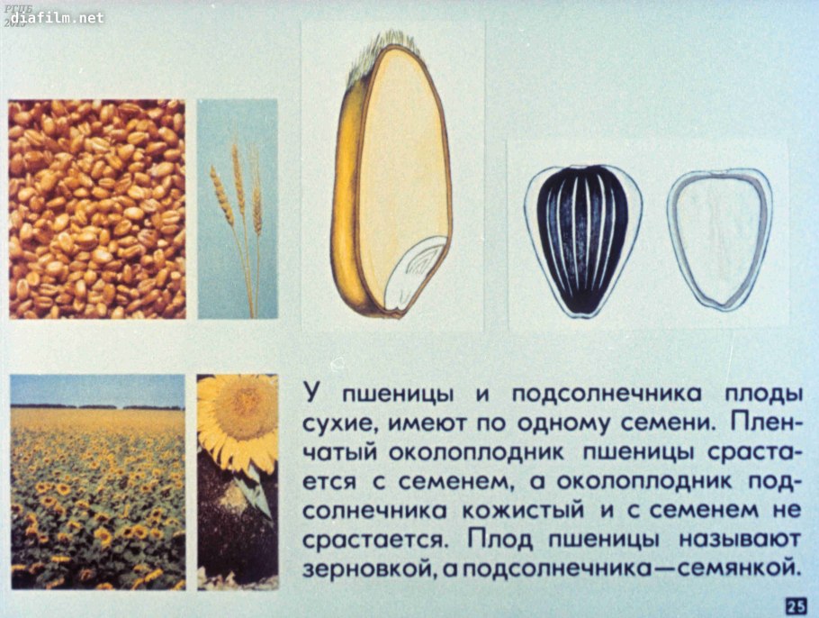 Плод семянка строение