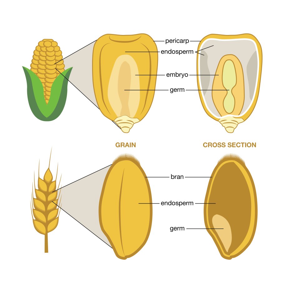 Endosperm Wheat