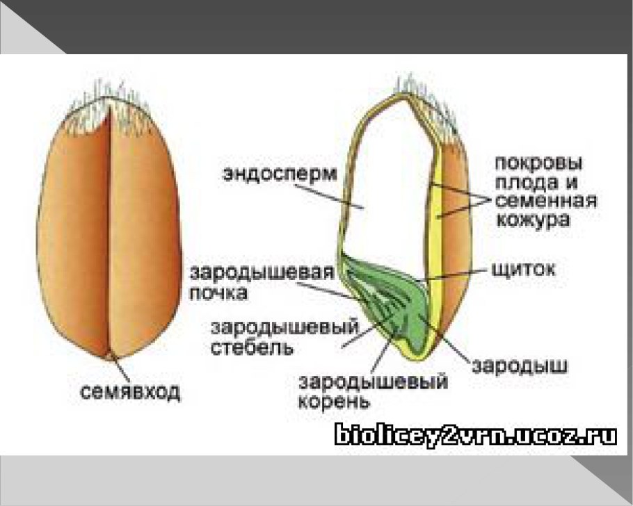 Плод Зерновка строение