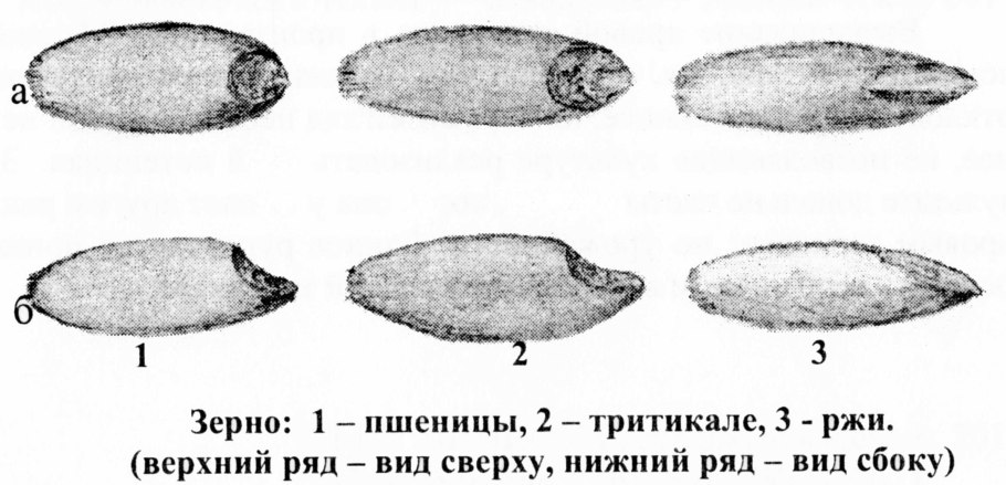 Фрондозное соцветие