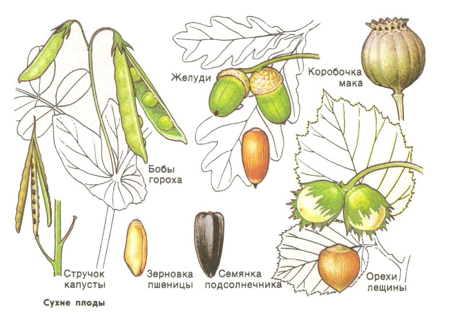 Пшеница Яровая и озимая разница