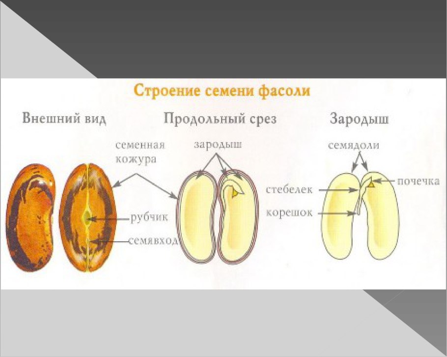 Злаки иллюстрация