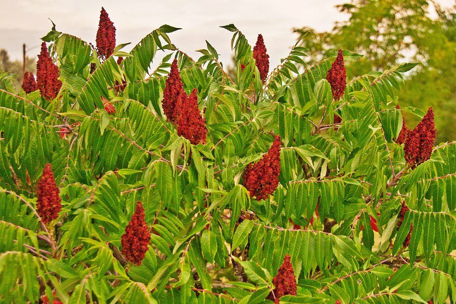 Названия приправ и пряностей