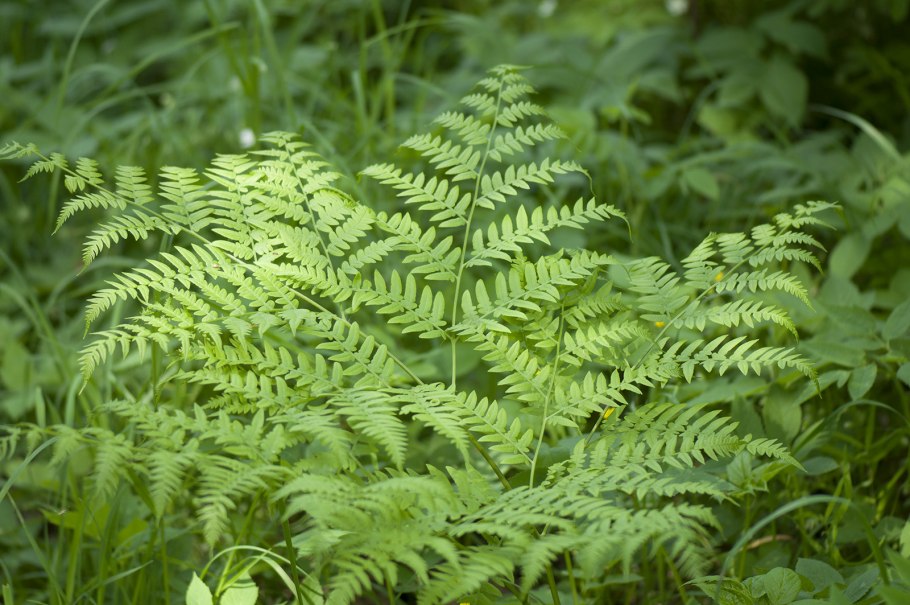 Щитовник гребенчатый - dryopteris cristata