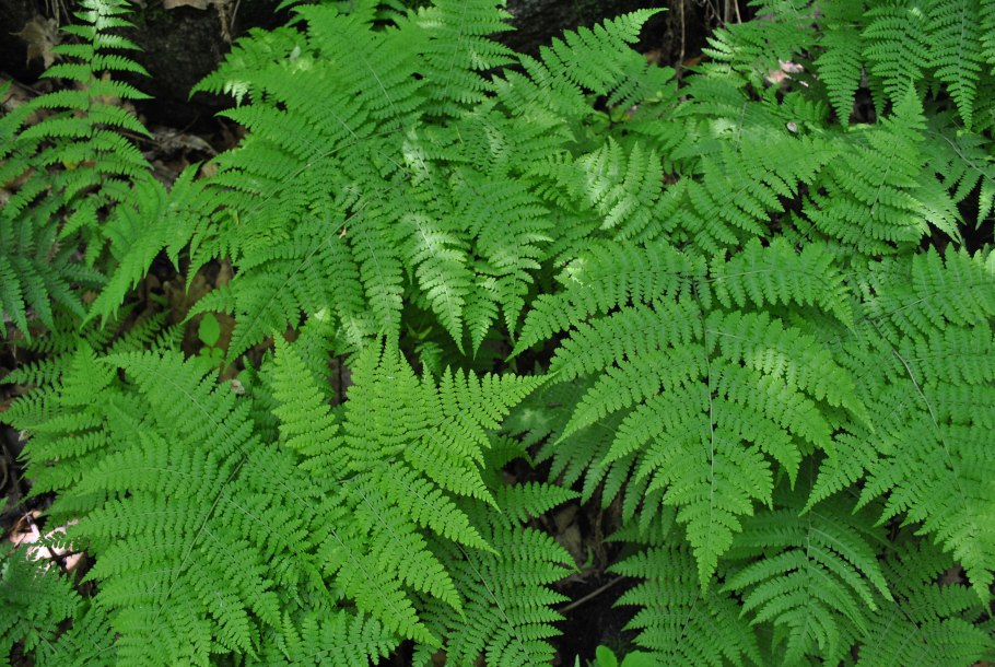 Гроздовник виргинский – Botrychium virginianum (l.) SW.