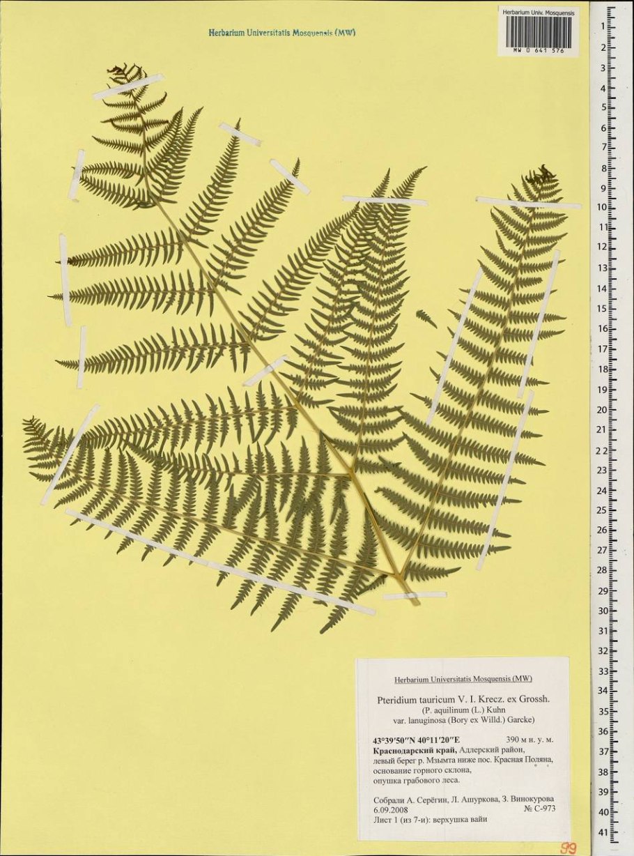 Орляк обыкновенный рисунок