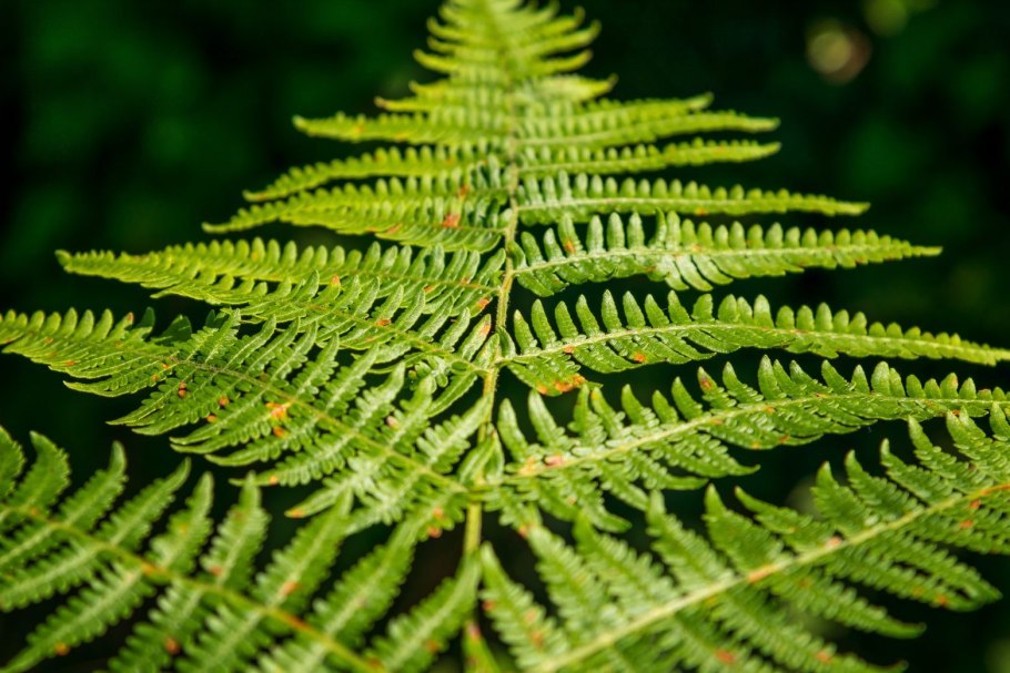 Многоножка обыкновенная Polypodium vulgare