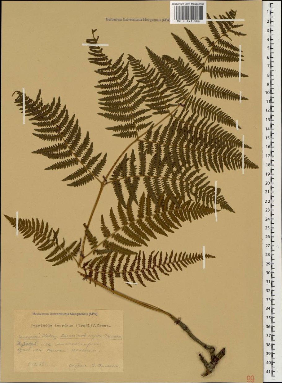 Орляк обыкновенный Покрытосеменные