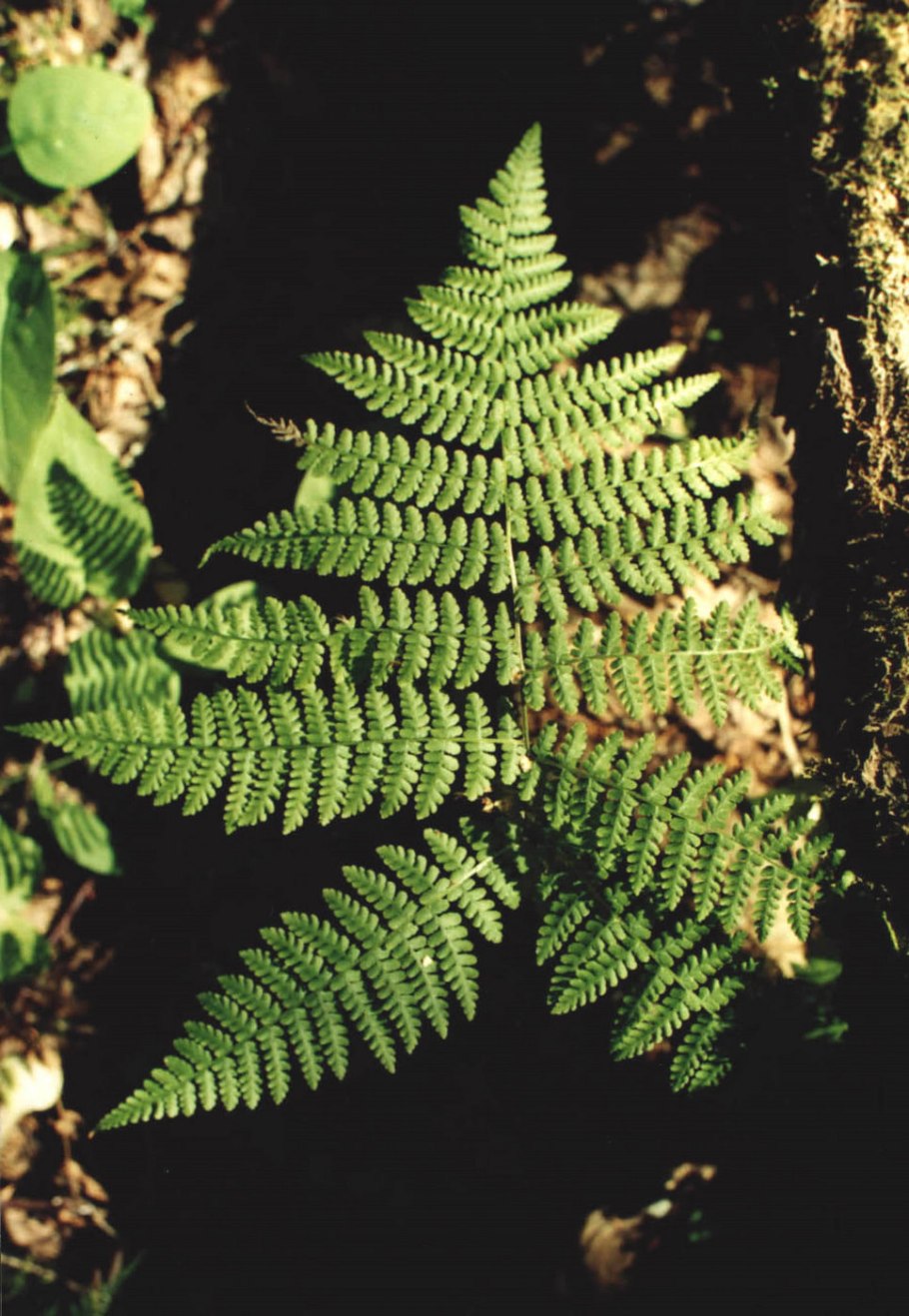 Красная книга животных Оренбургской области