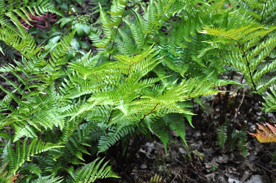 Папоротник орляк обыкновенный