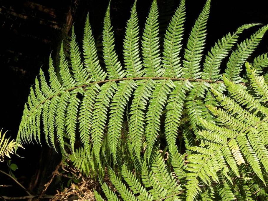 Папоротник Athyrium filix-Femina