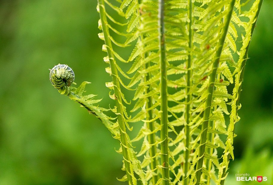 Pteridium aquilinum старение