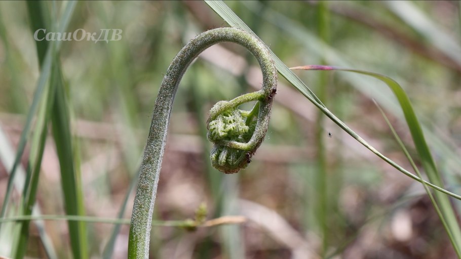 Фернс папоротник
