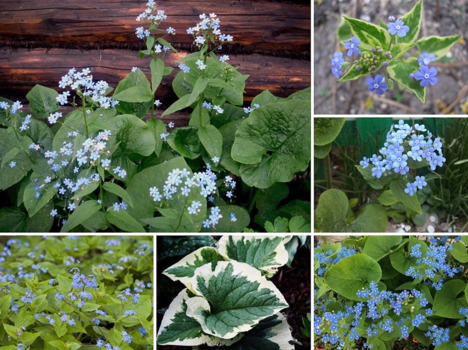 Brunnera macrophylla
