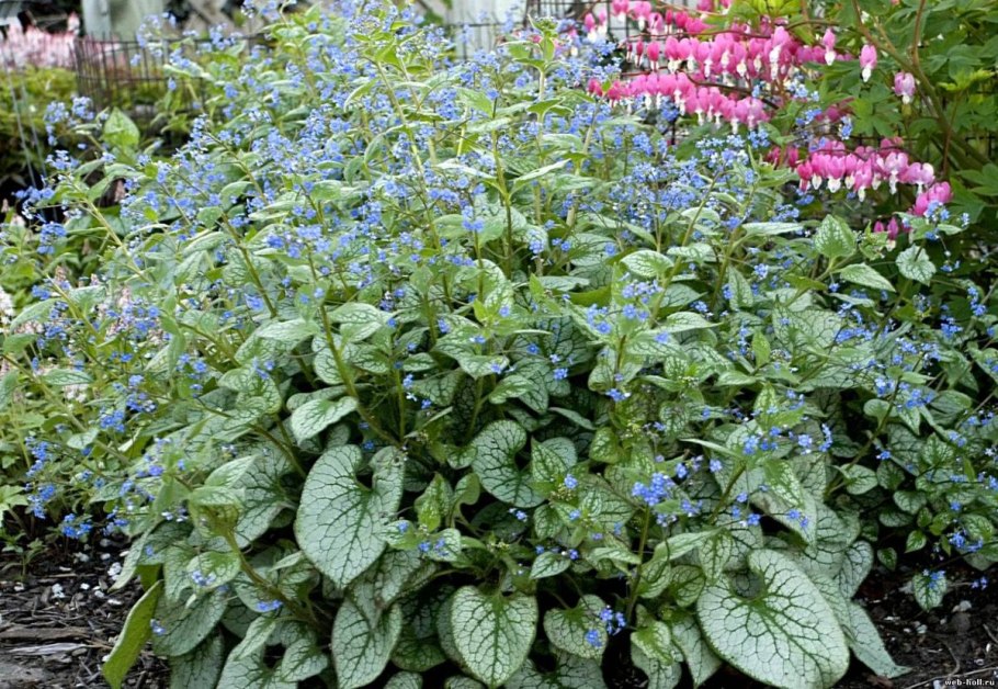 Бруннера крупнолистная (Brunnera macrophylla &#96;variegata&#96;)