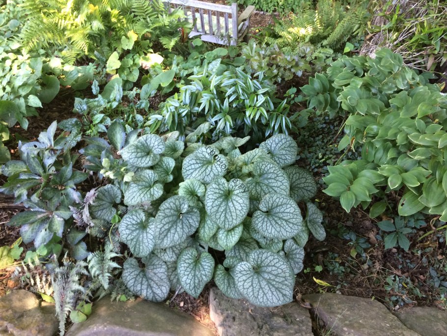 Почвопокровные многолетники Брунера