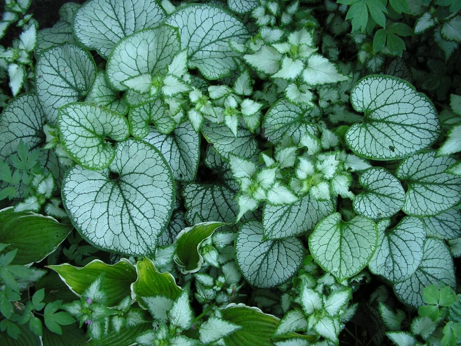 Бруннера крупнолистная