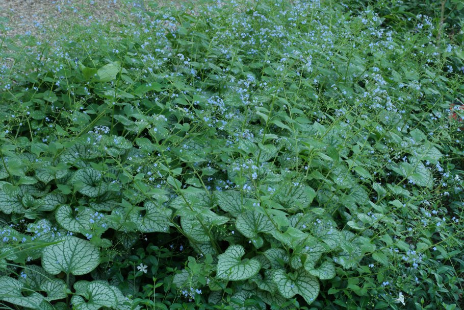 Бруннера крупнолистная Emerald Mist (Эмеральд мист)