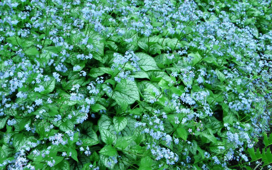 Бруннера крупнолистная Brunnera