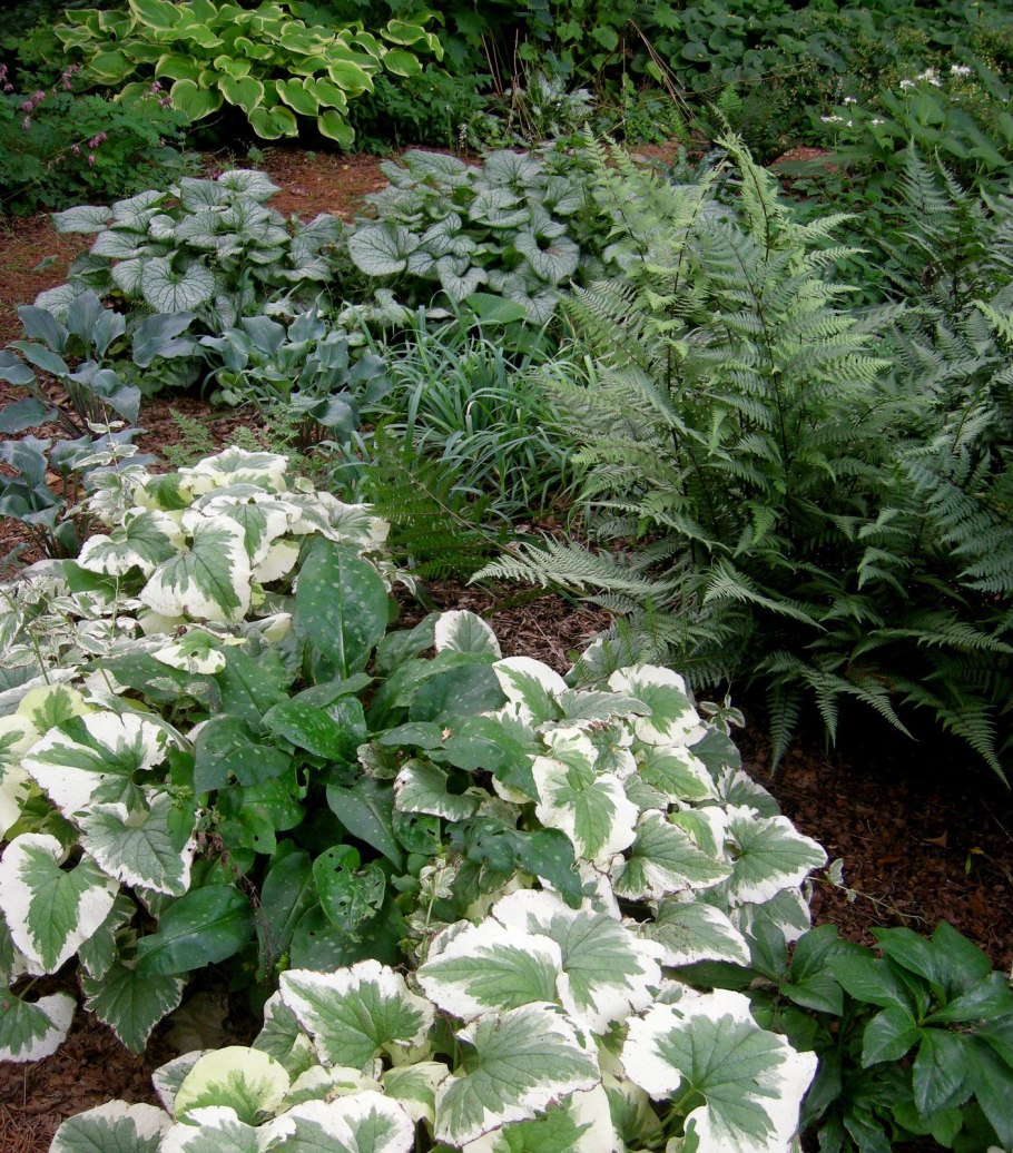 Бадан и Бруннера