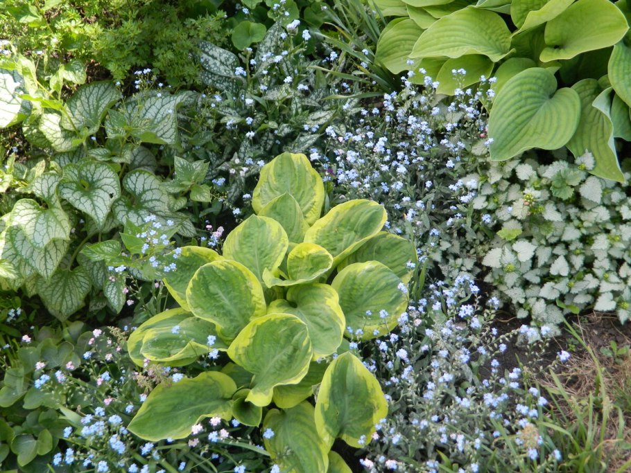 Хоста Бруннера крупнолистная