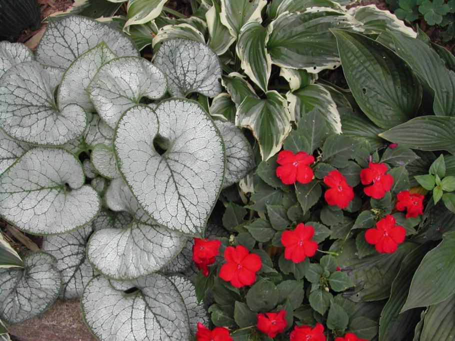 Бруннера крупнолистная