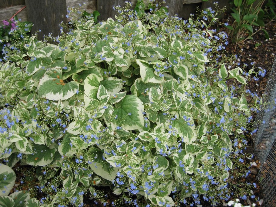 Бруннера Сибирская