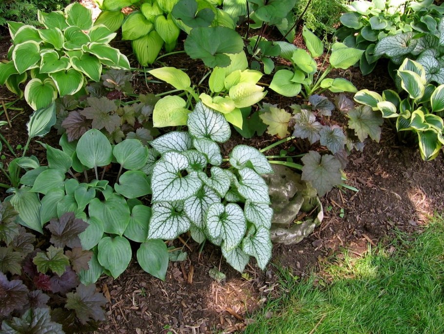 Незабудка Садовая Бруннера крупнолистная