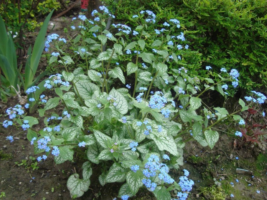 Бруннера крупнолистная Jack Frost