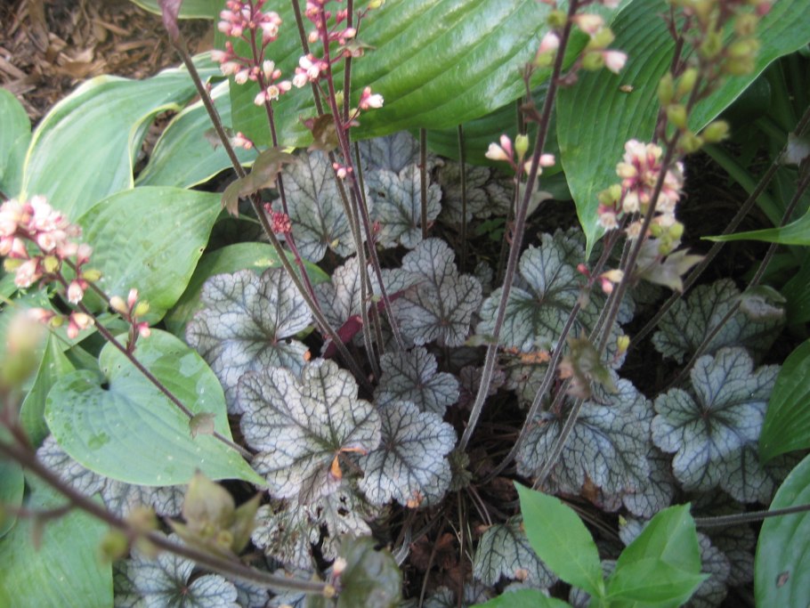 Хоста Бруннера гортензия