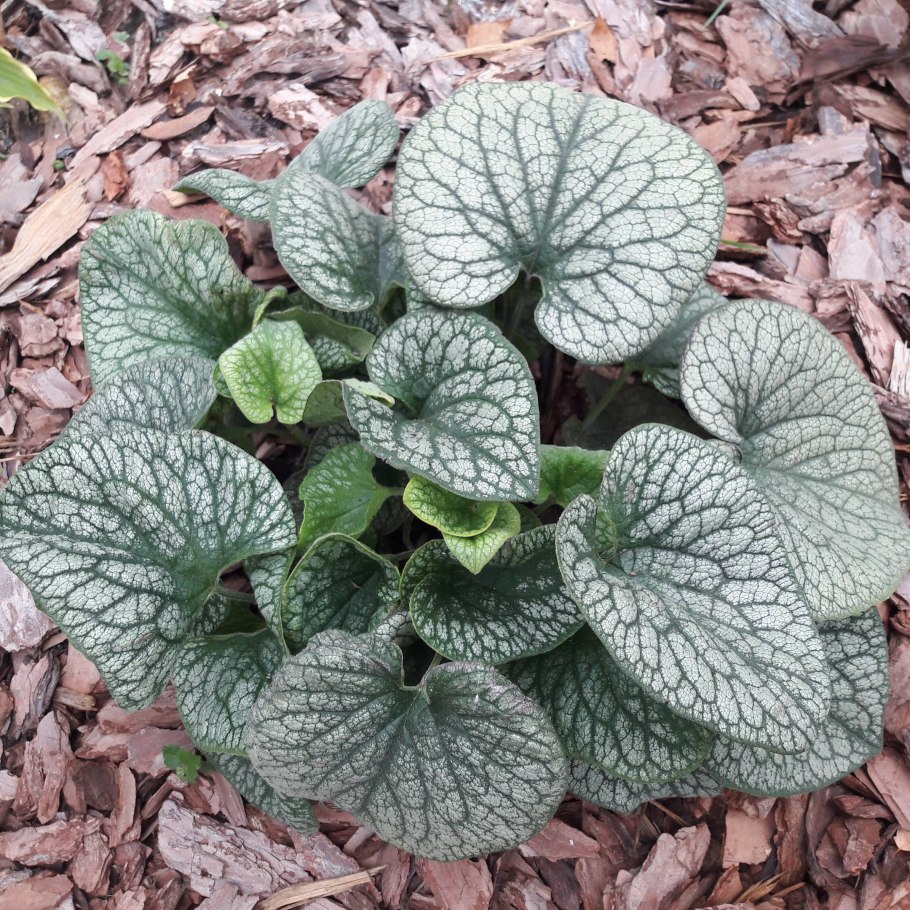 Бруннера Джек Фрост