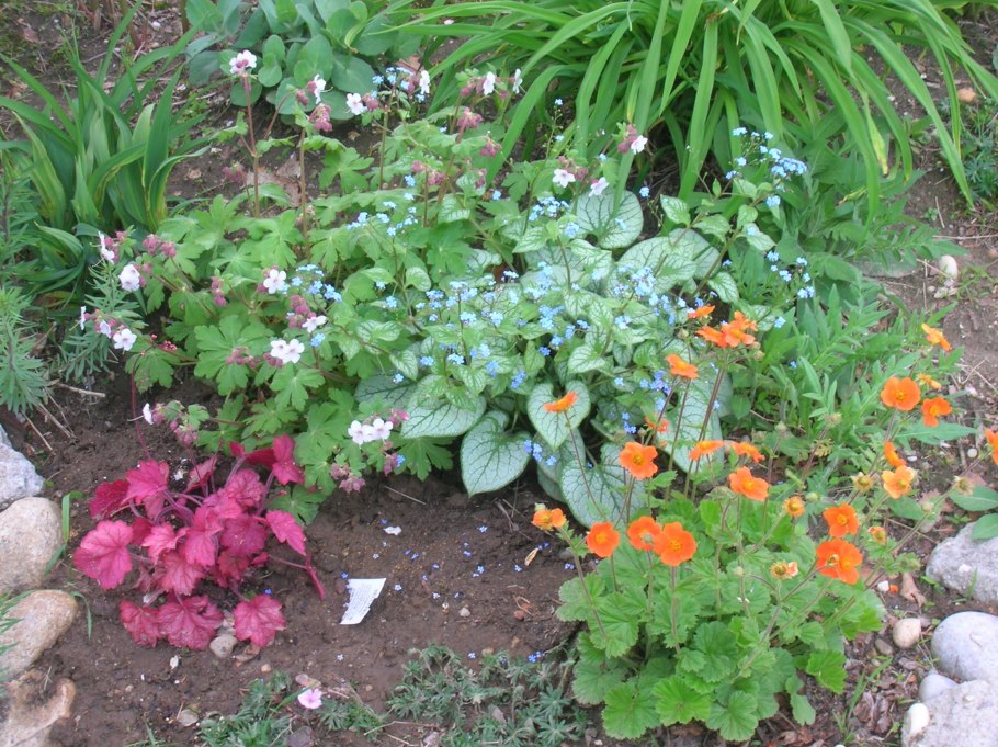 Хоста Бруннера крупнолистная