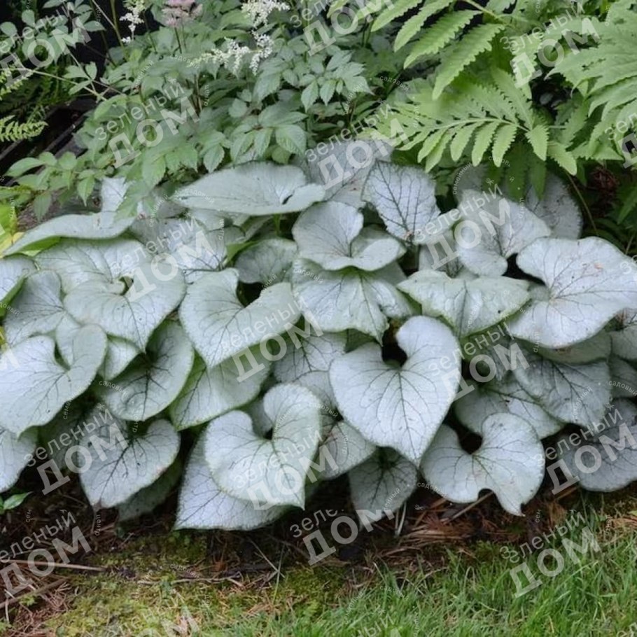 Хоста Бруннера крупнолистная