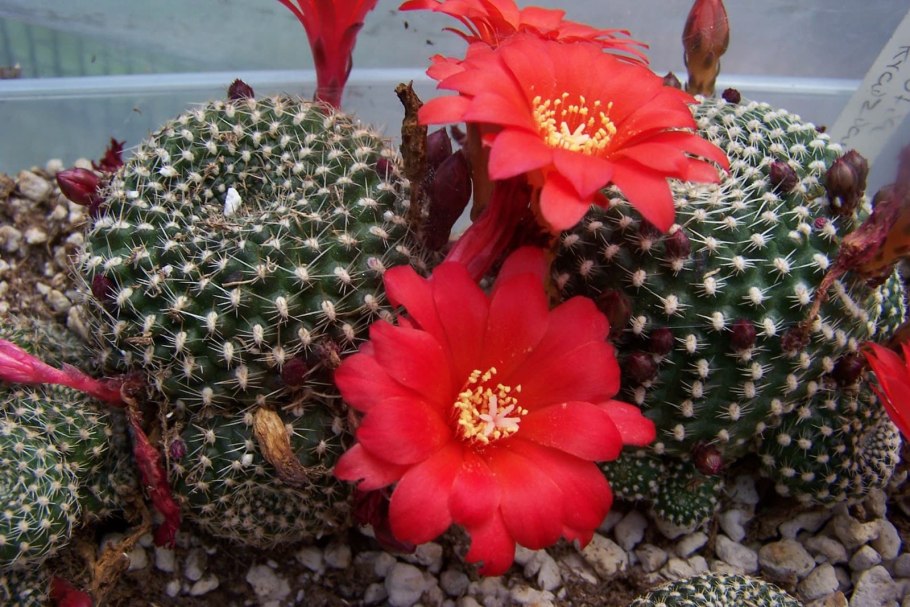 Кактус Rebutia krainziana