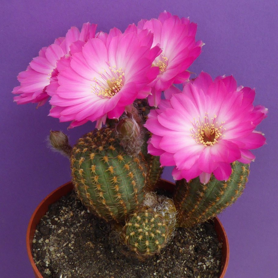 Lobivia wrightiana (Лобивия)