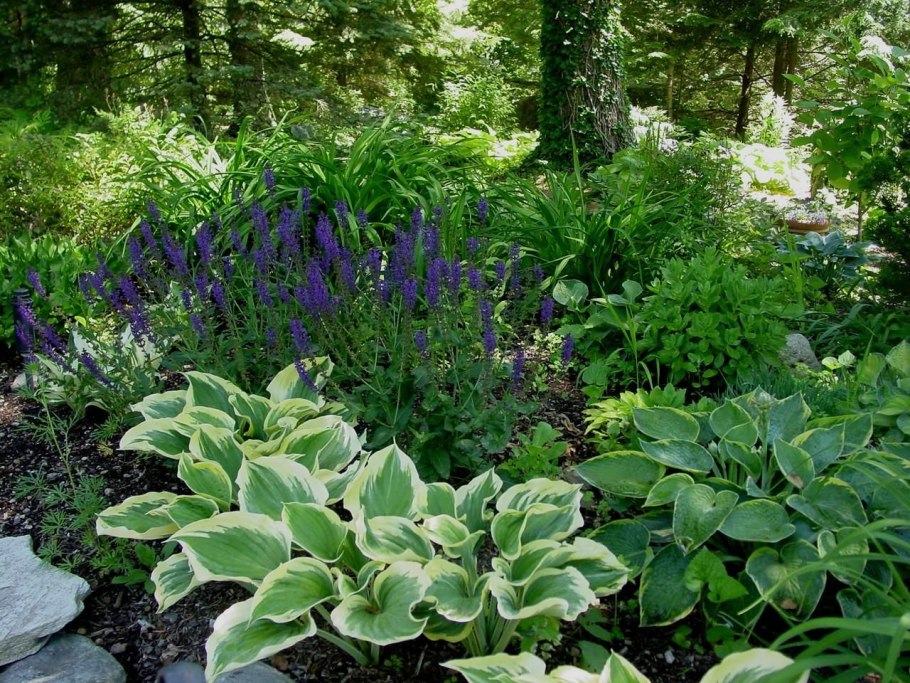 Шалфей Дубравный Хоста