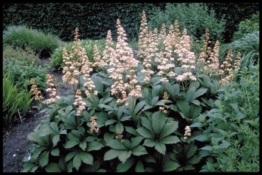 Роджерсия перистая