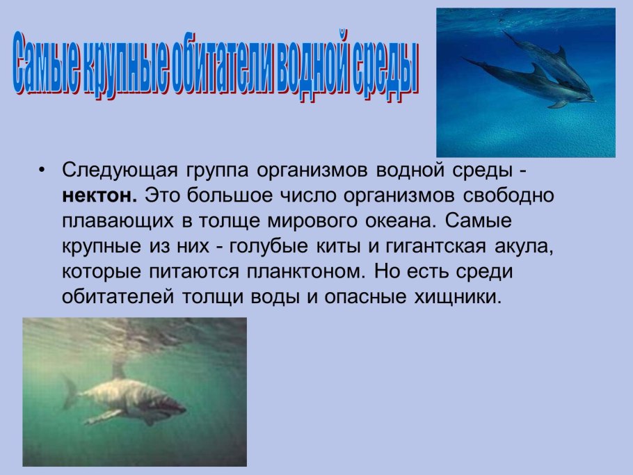 Сциофиты тенелюбивые растения