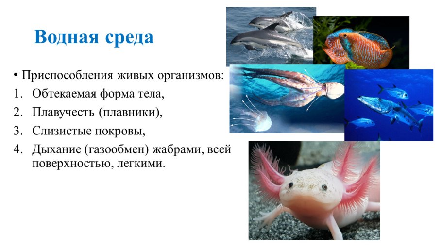 Животные с обтекаемой формой тела примеры