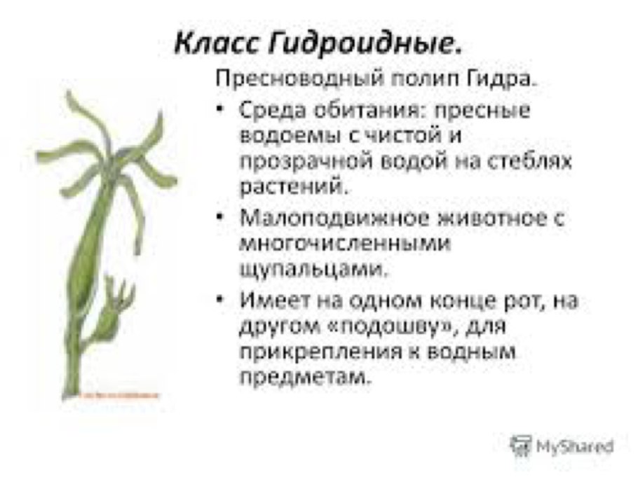 Водная среда жизни характеристика