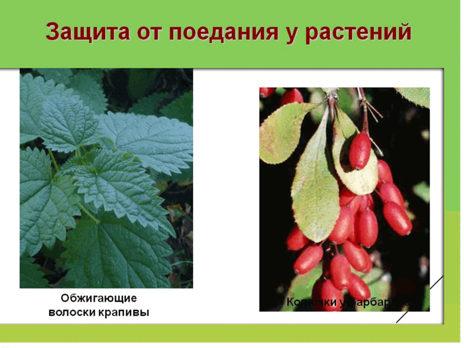 Кувшинка белая среда обитания