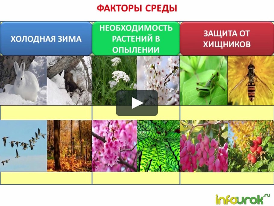 Защита от поедания у растений