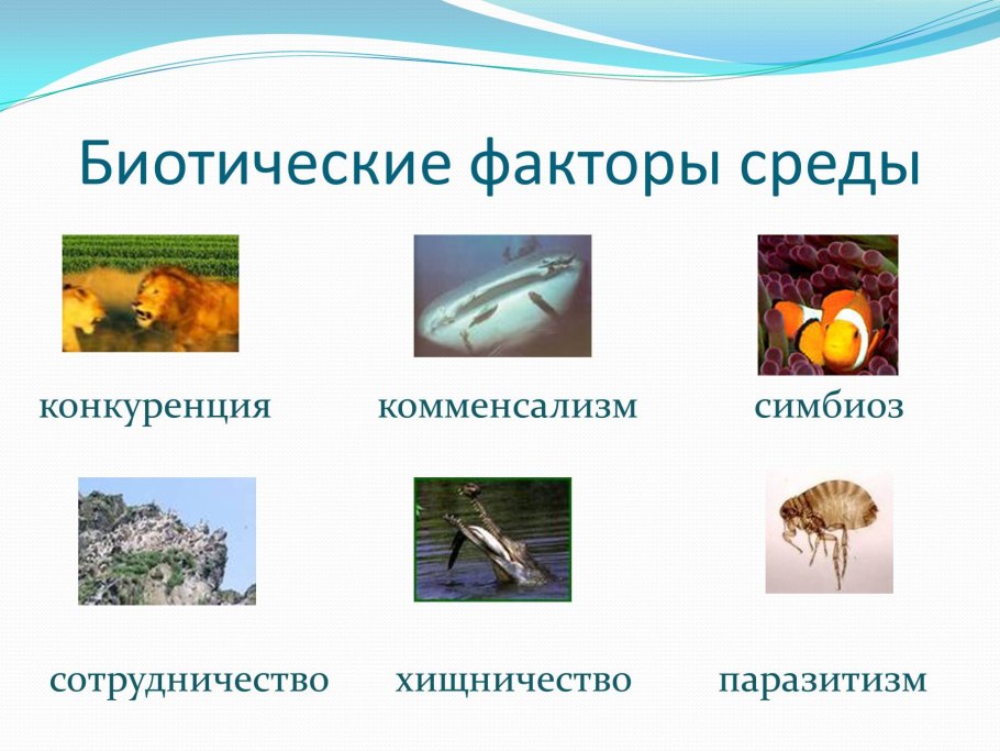 Термофильные водоросли