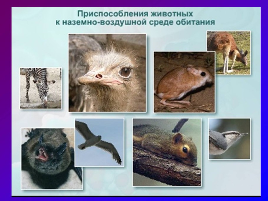 Абиотические факторы таблица биология