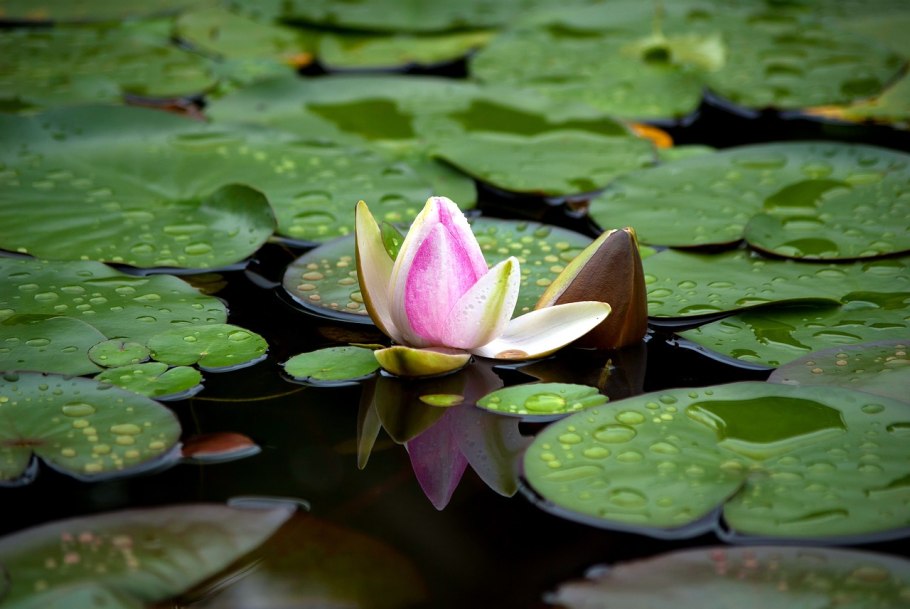 Почвенные животные доклад