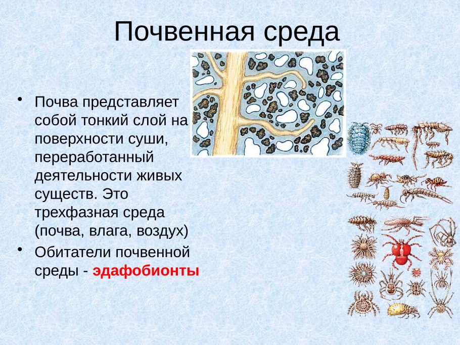 Нимфея зеленая